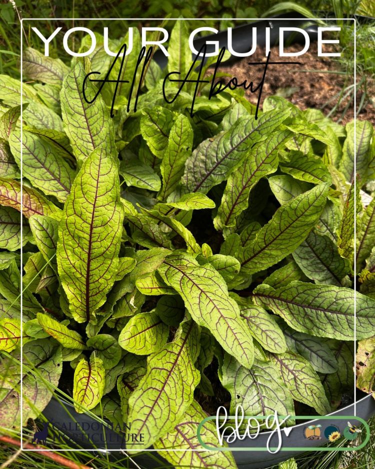 All About Series: Growing, Sowing, Caring For Sorrel