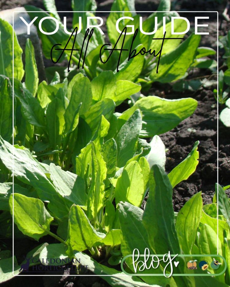 All About Series: Growing, Sowing, Caring For Sorrel