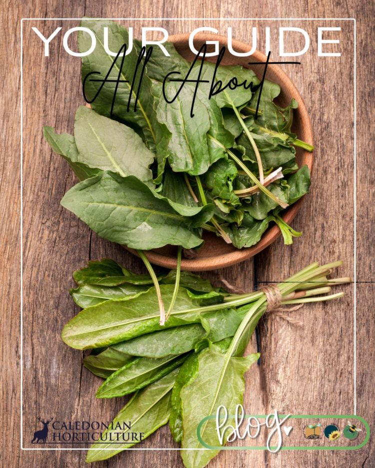 All About Series: Growing, Sowing, Caring For Sorrel