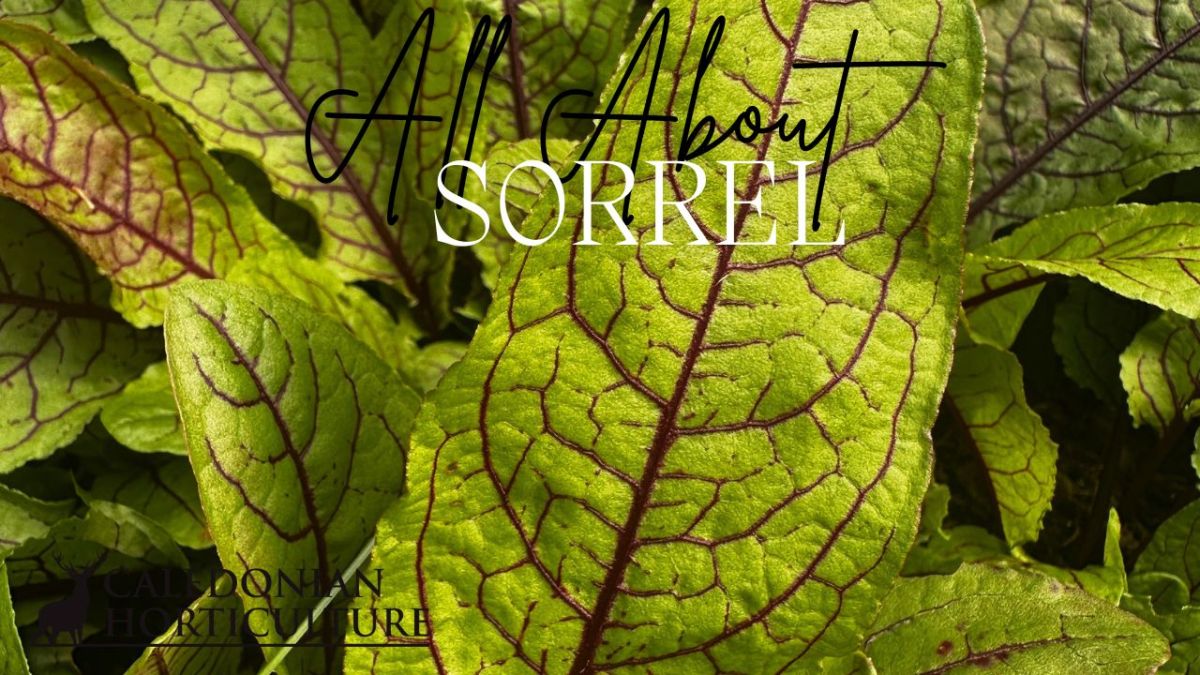 All About Series: Growing, Sowing, Caring For&nbsp;Sorrel