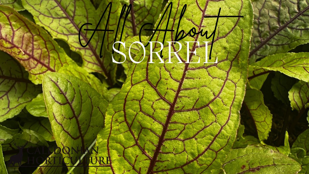 All About Series: Growing, Sowing, Caring For Sorrel