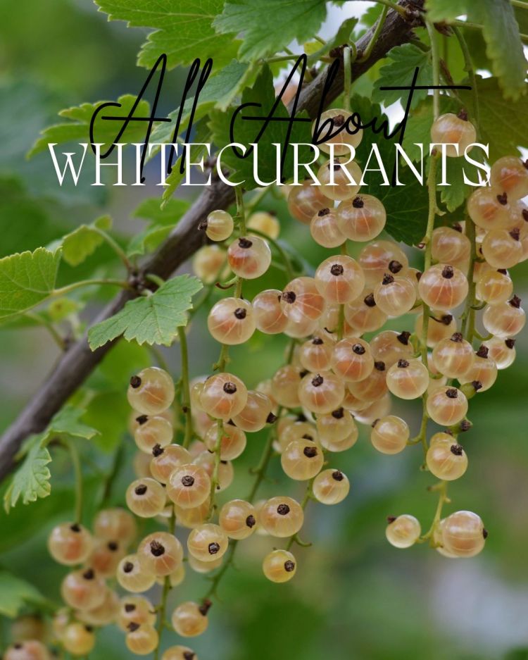 All About Series: Growing, Sowing, Caring For Whitecurrants
