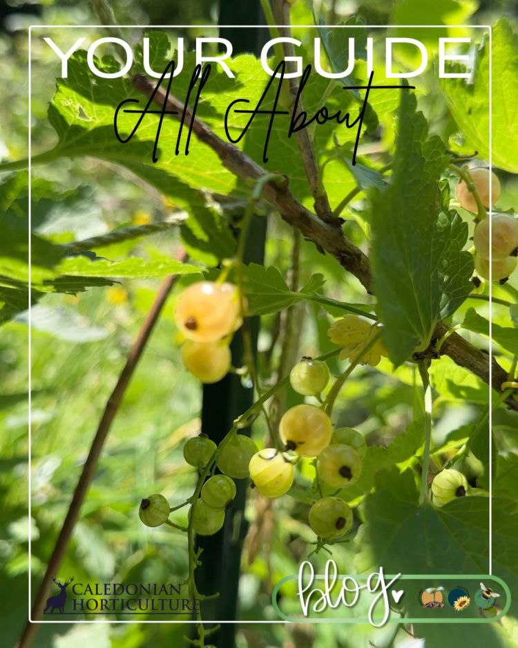 All About Series: Growing, Sowing, Caring For Whitecurrants