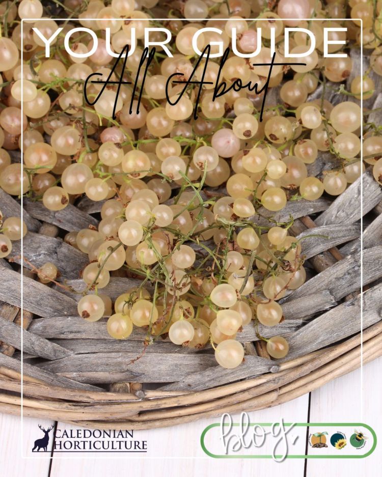 All About Series: Growing, Sowing, Caring For Whitecurrants