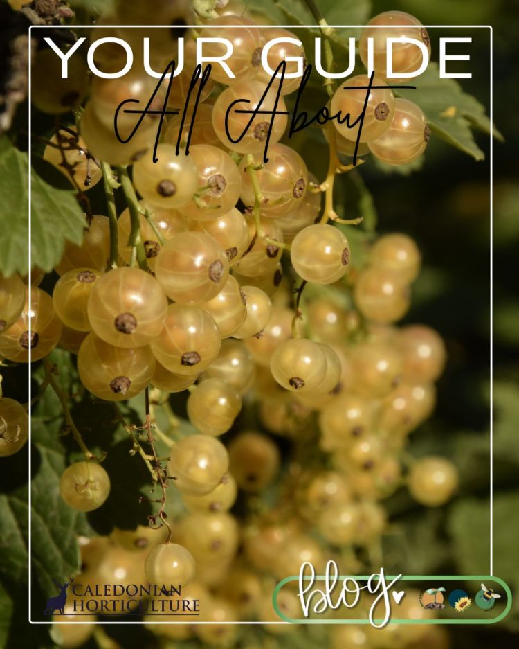 All About Series: Growing, Sowing, Caring For Whitecurrants