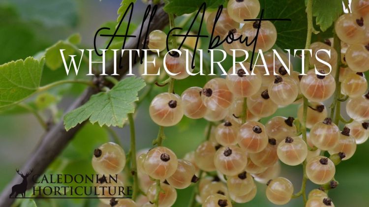 All About Series: Growing, Sowing, Caring For Whitecurrants Growing Feverfew In Scotland Read it here: All About Feverfew