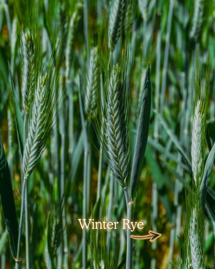 10 Crops You Should Never Pull Out Of The Ground (And Why)