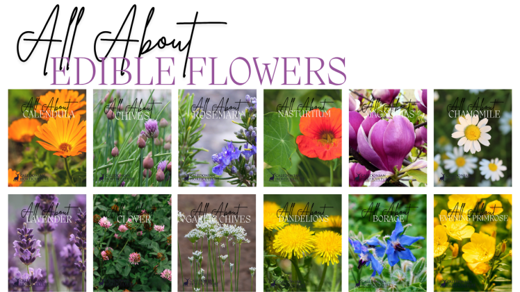 Guides to the Fruits, Herbs & Edible Flowers We Grow: Cultivation, Care & Harvesting