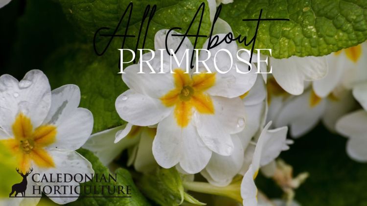 Primrose Guides to the Fruits, Herbs & Edible Flowers We Grow: Cultivation, Care & Harvesting