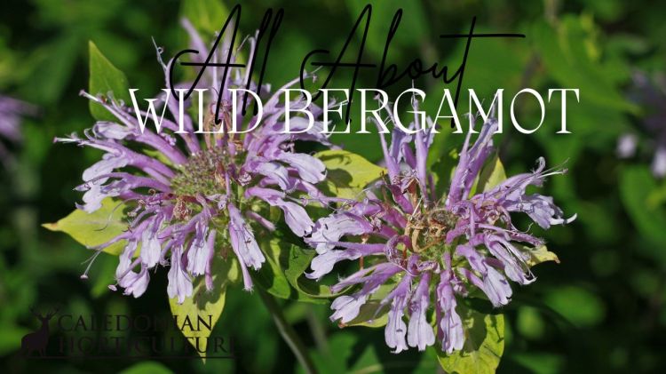 Wild Bergamot Guides to the Fruits, Herbs & Edible Flowers We Grow: Cultivation, Care & Harvesting